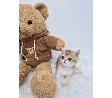 골드브리티쉬숏헤어(이삭)(분양완료)